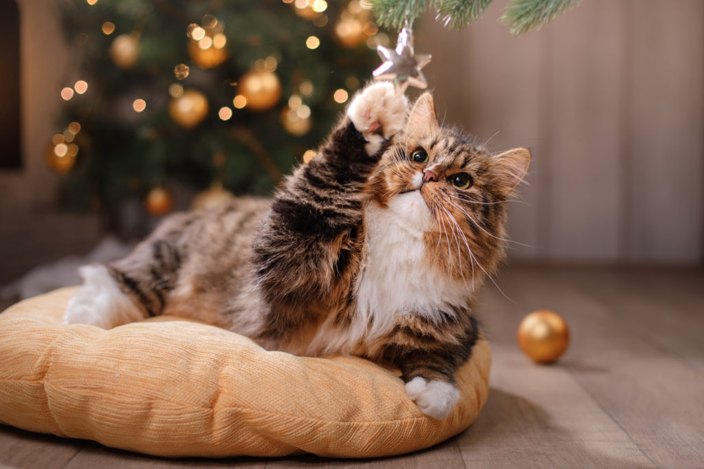Chat à Noël Chat qui joue avec le sapin de Noël
