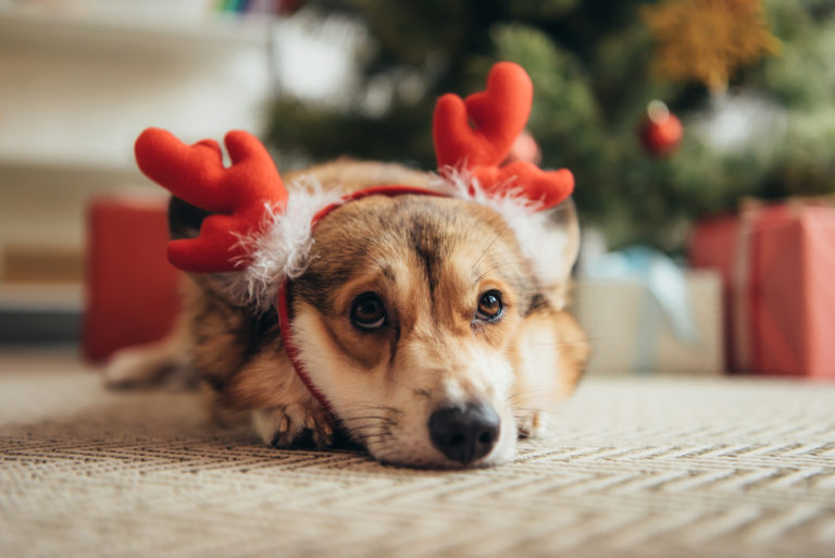 Welsh corgi Noël