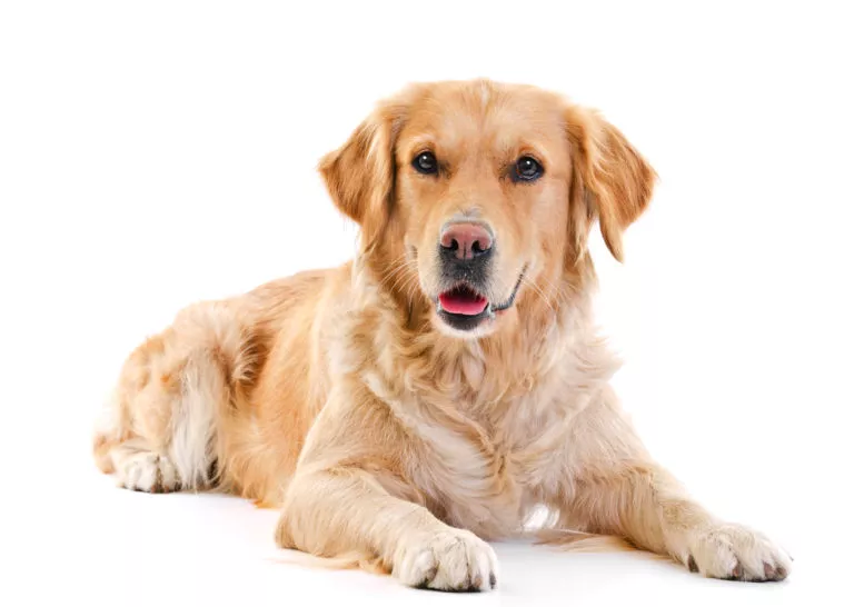 Golden Retriever Golden Retriever