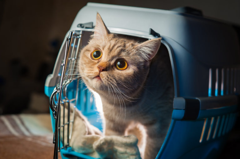 Changer l'alimentation de son chat : quelles précautions ?