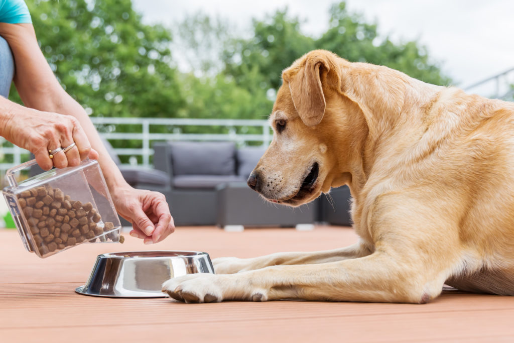 Labrador en train de se faire servir ses croquettes