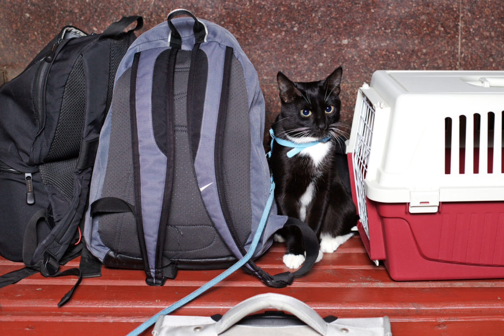 Chat noir assis sur un banc en bois entre sa caisse de transport et un sac à dos