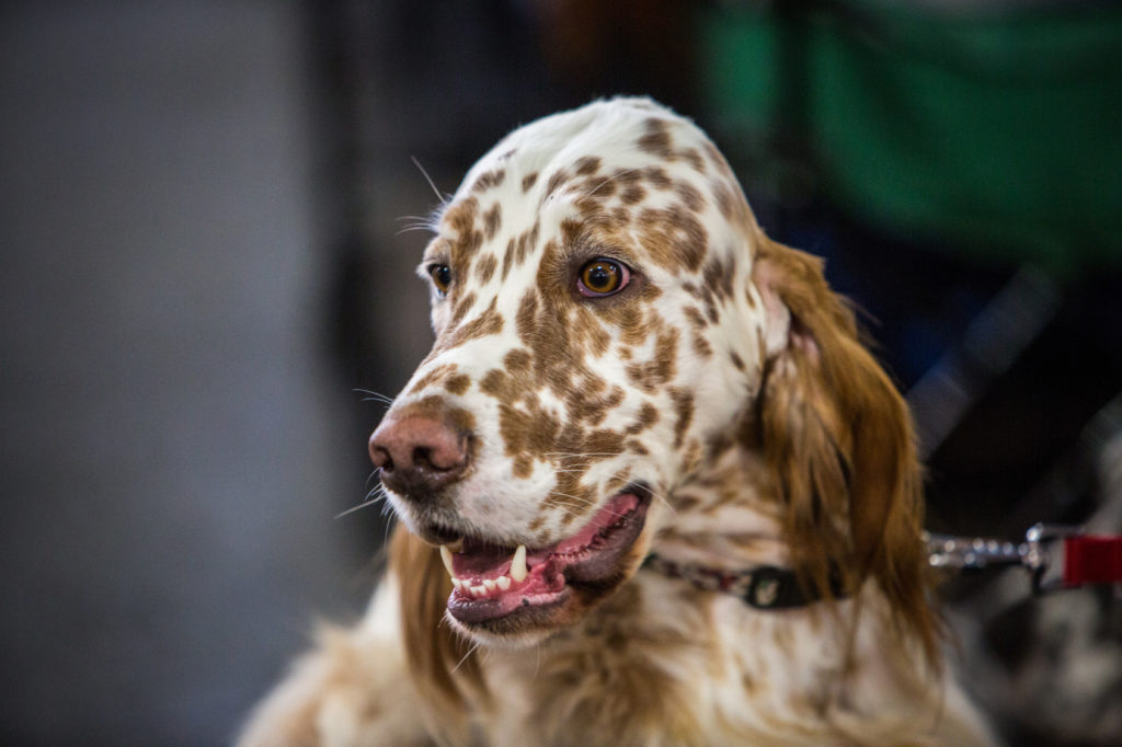 Portait d'un Setter anglais blanc moucheté de marron