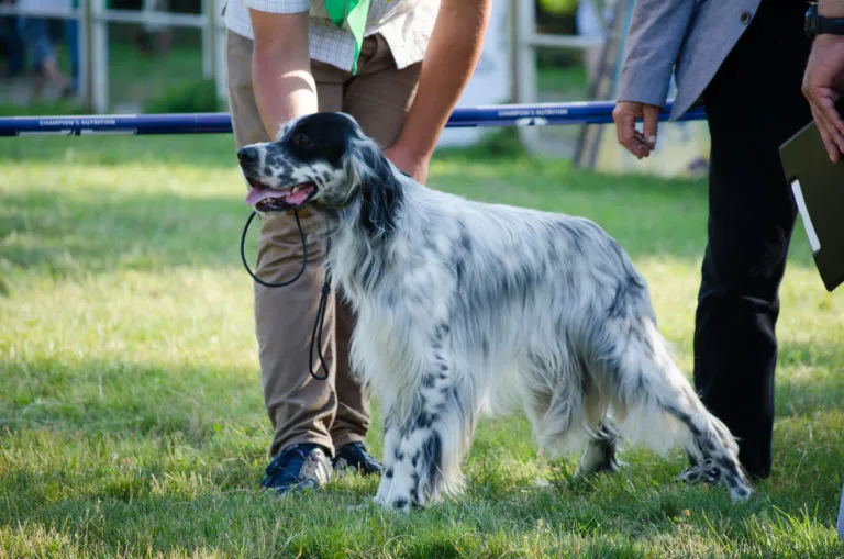 Setter anglais Setter anglais debout dans l'herbe à un cours pour chiens