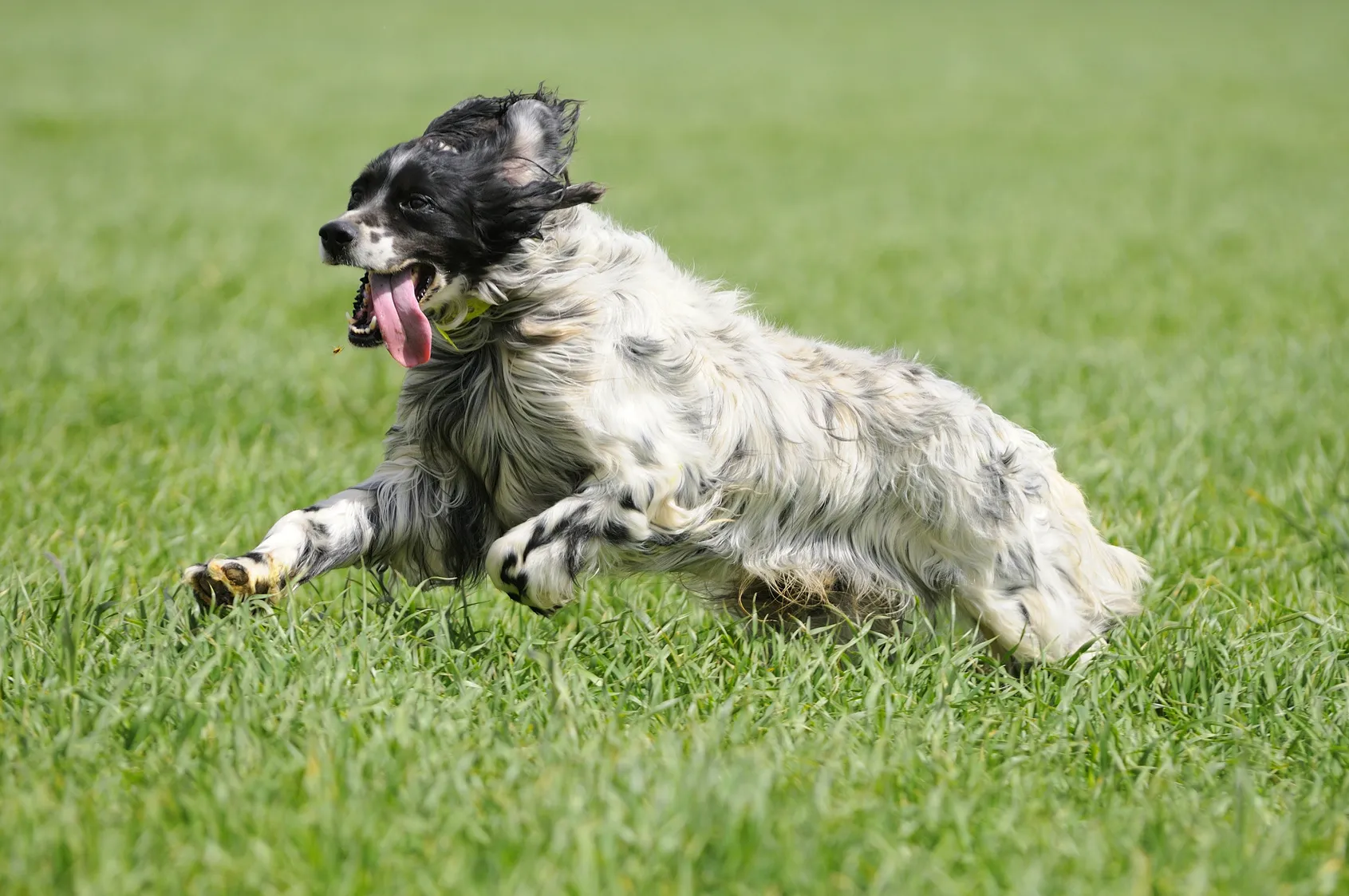 Setter anglais Setter anglais en train de courir dans l'herbe