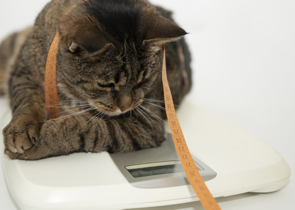 Mon chat est-il trop gros