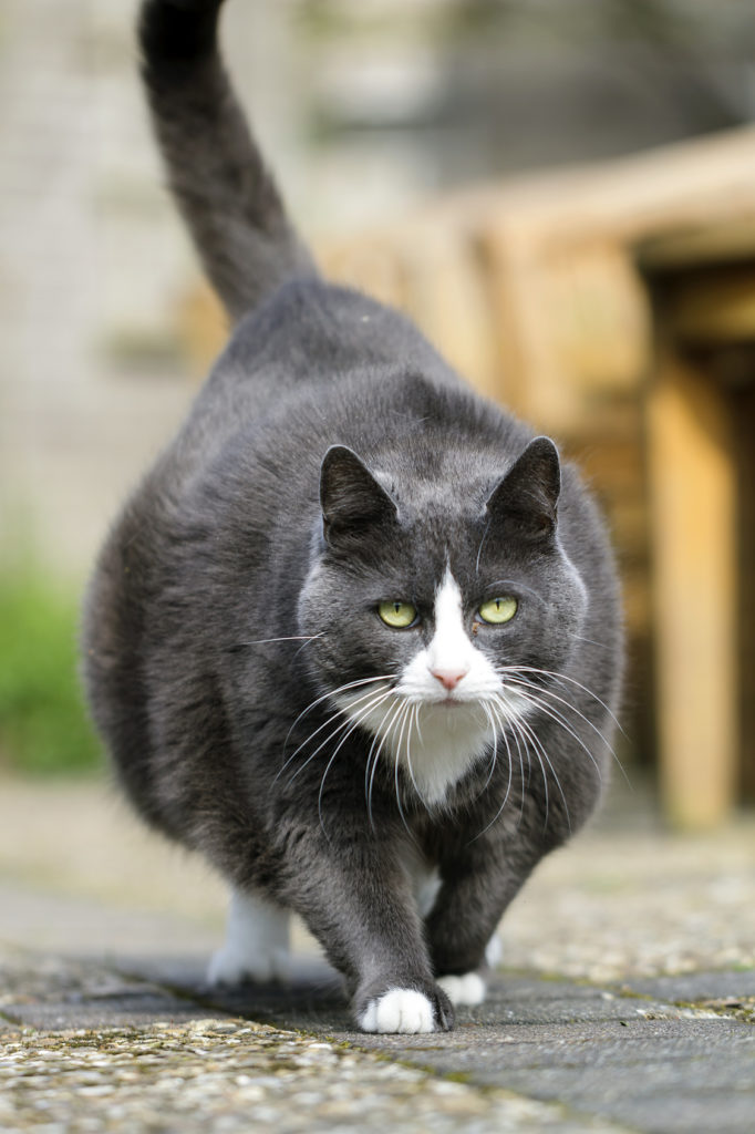 mon chat est-il trop gros