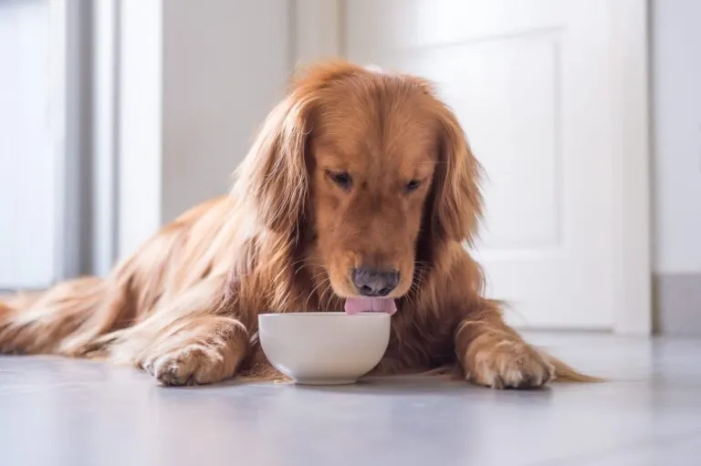 vieux chien mange dans une gamelle