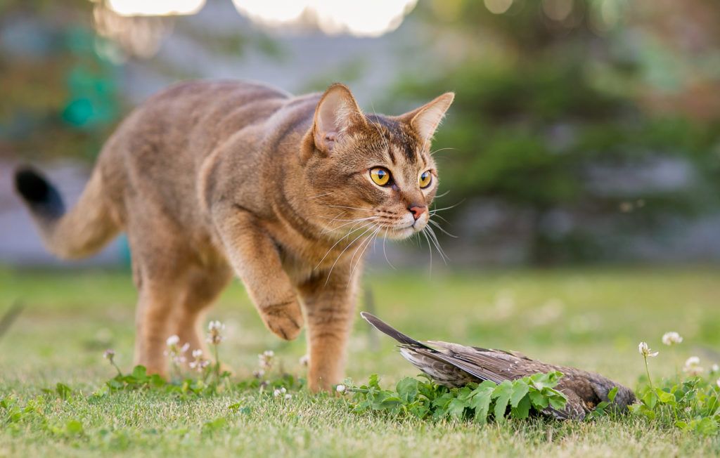 Langage des chats