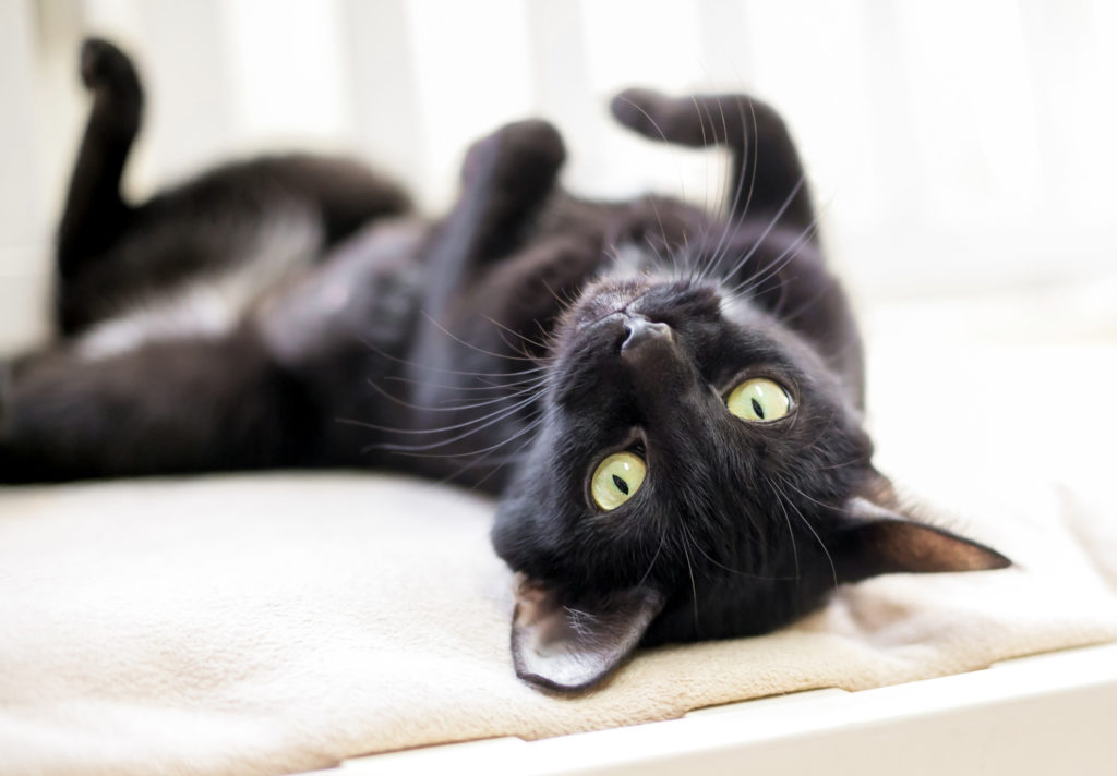 Le langage des chats