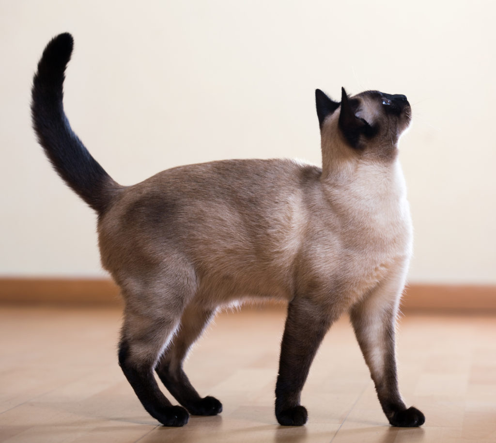 le langage des chats