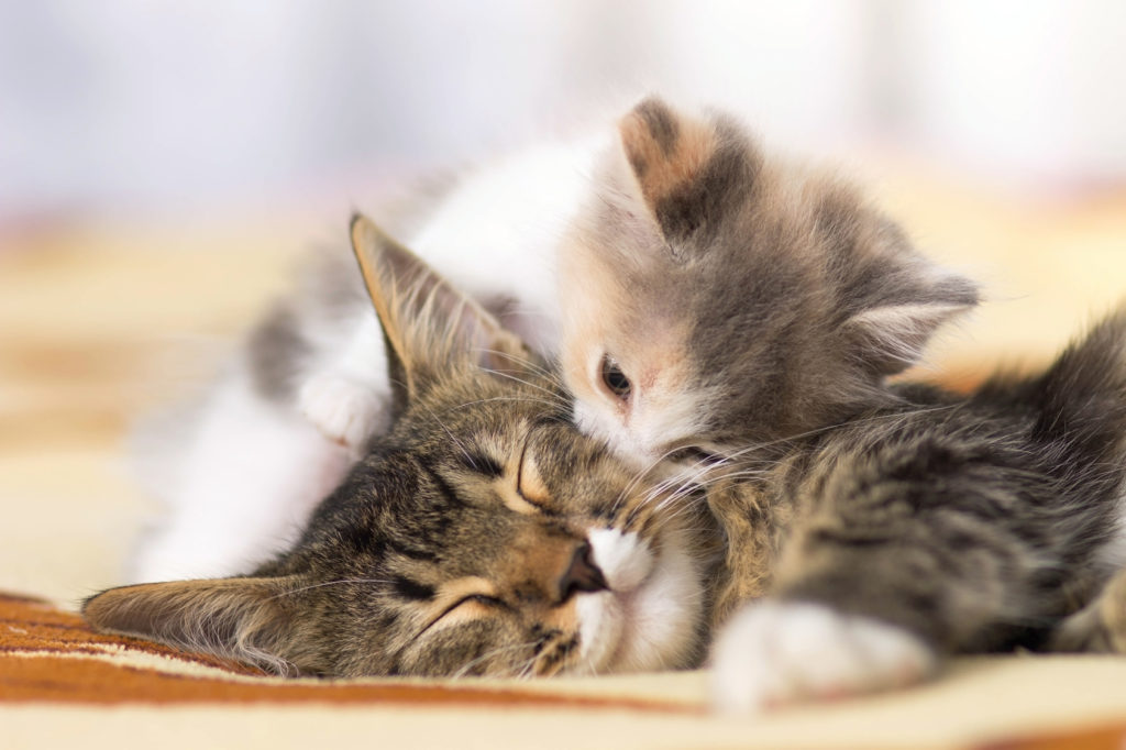 langage des chats
