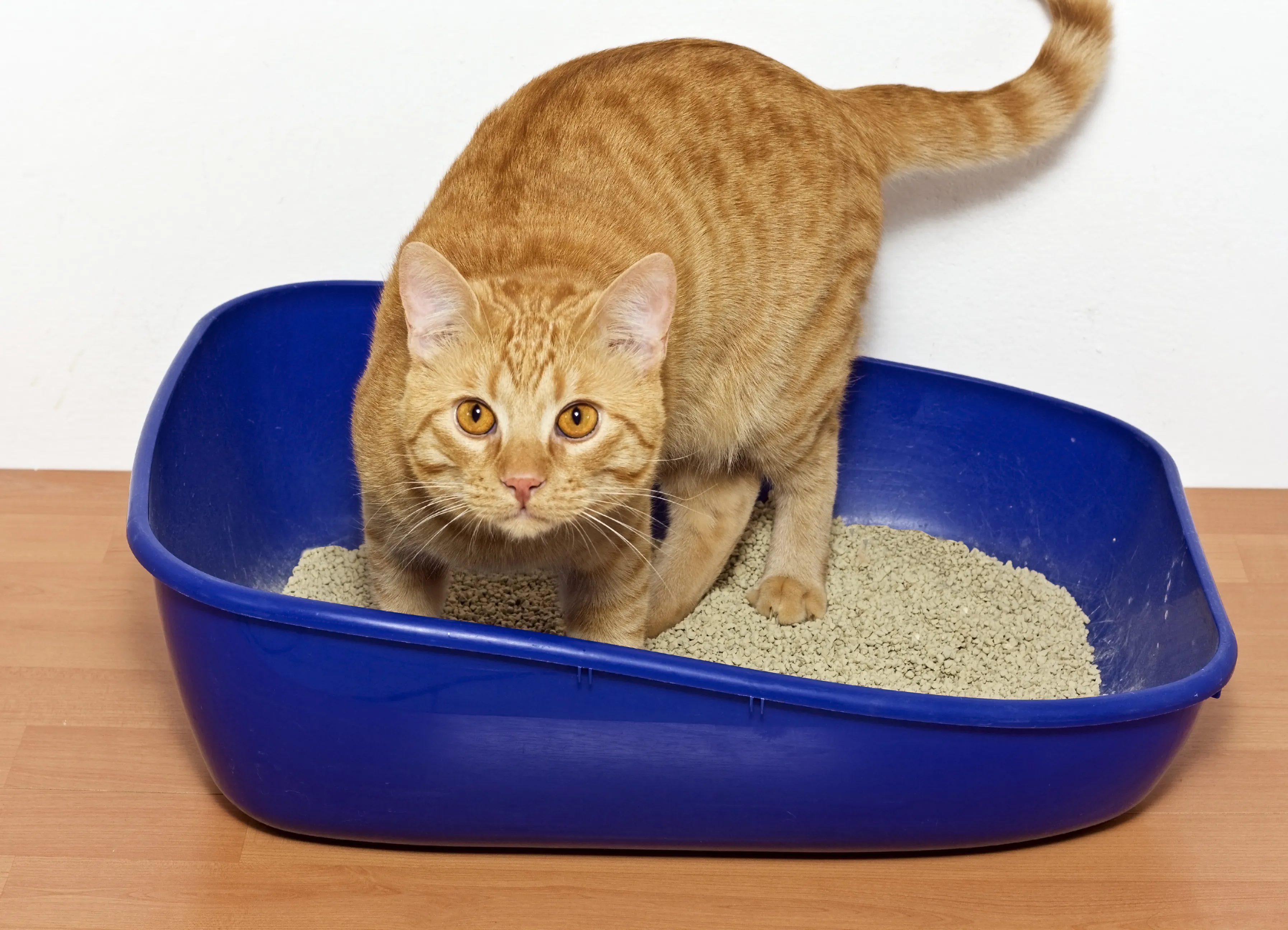 Marquage urinaire chez le chat Chat roux debout dans son bac à litière bleu marine