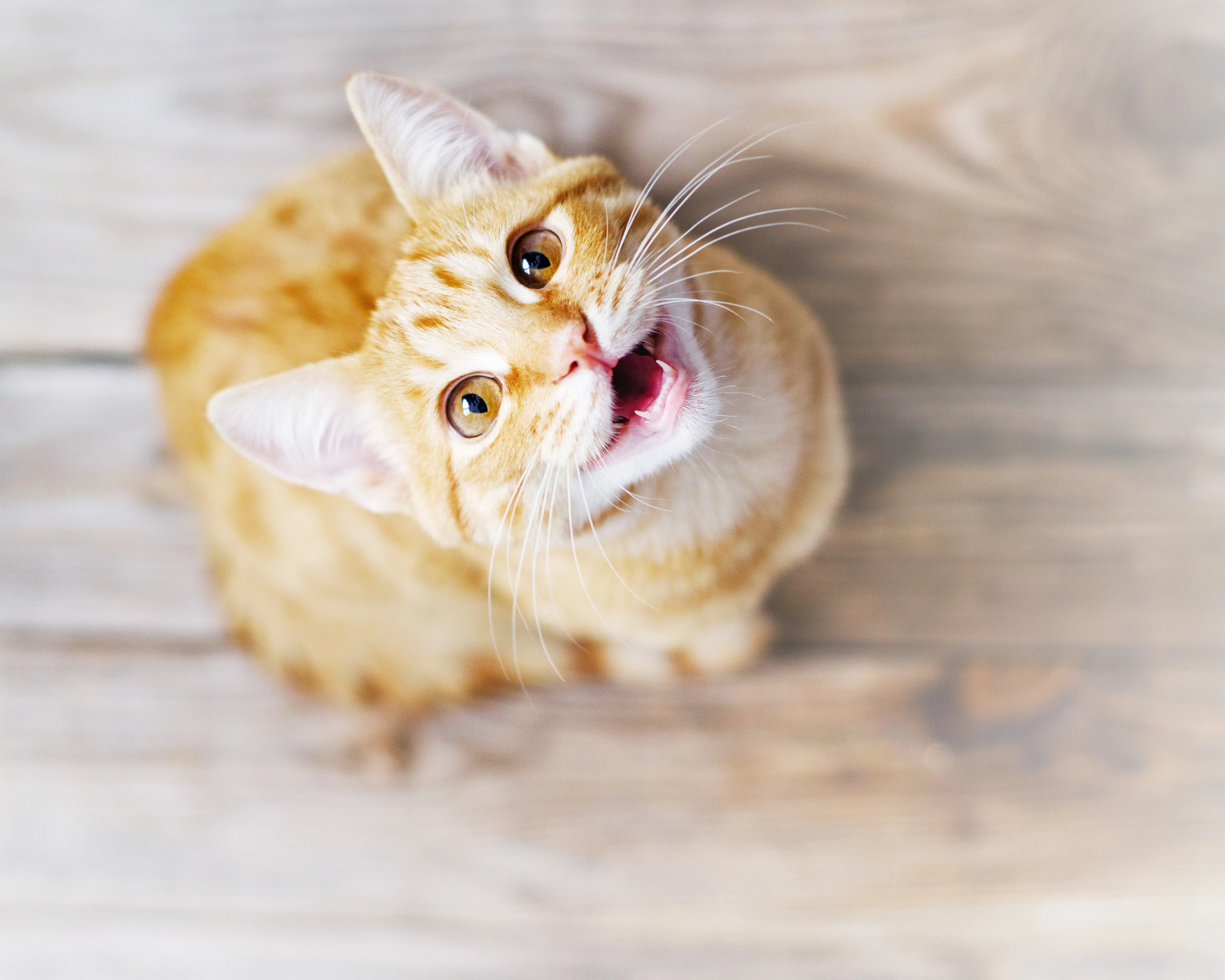 Marquage urinaire che le chat Chat roux photographié du dessus. Le chat est assis sur le parquet et regarde l'objectif la gueule ouverte.