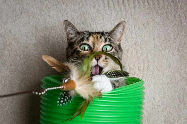 chat d’intérieur qui joue Chat d'intérieur qui joue avec une canne à pêche
