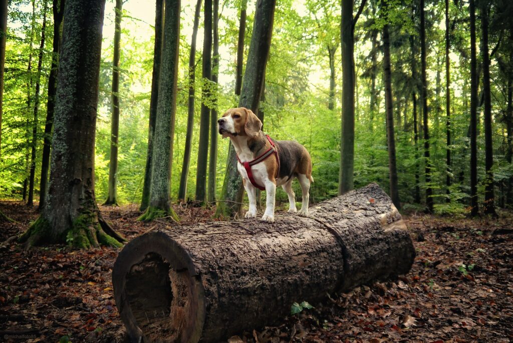 Beagle steht auf einem Baumstamm im Wald