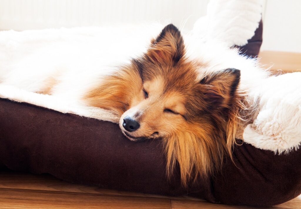 chien et lit