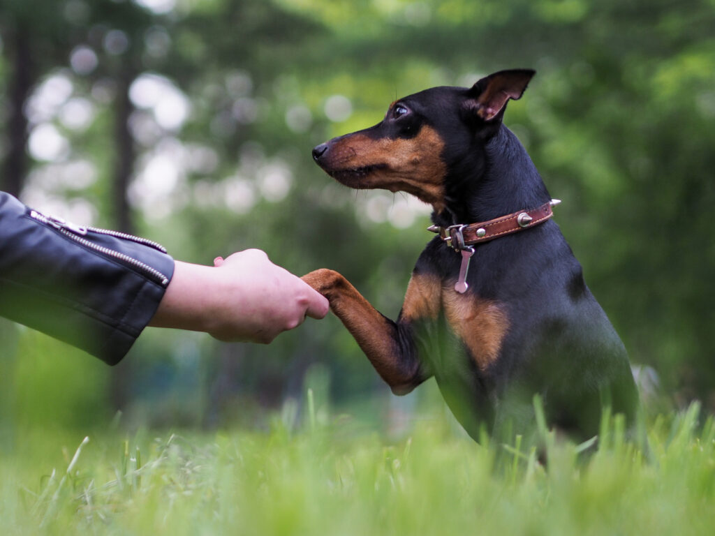 Chien qui donne la patte à son maître