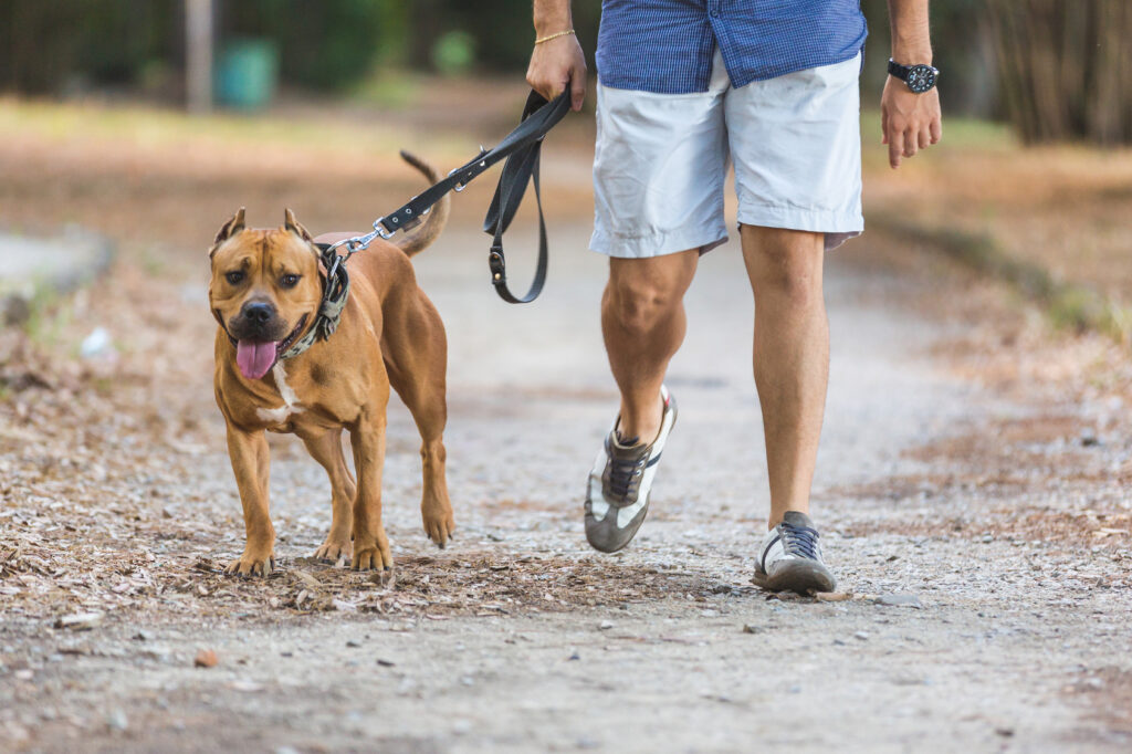 Un chien et son maître se promènent dans un parc.