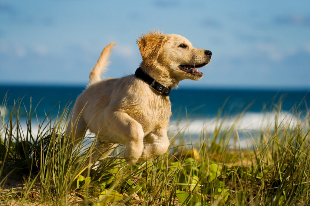 Un chiot labrador s'amuse à la plage.