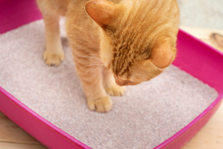 cat litter box