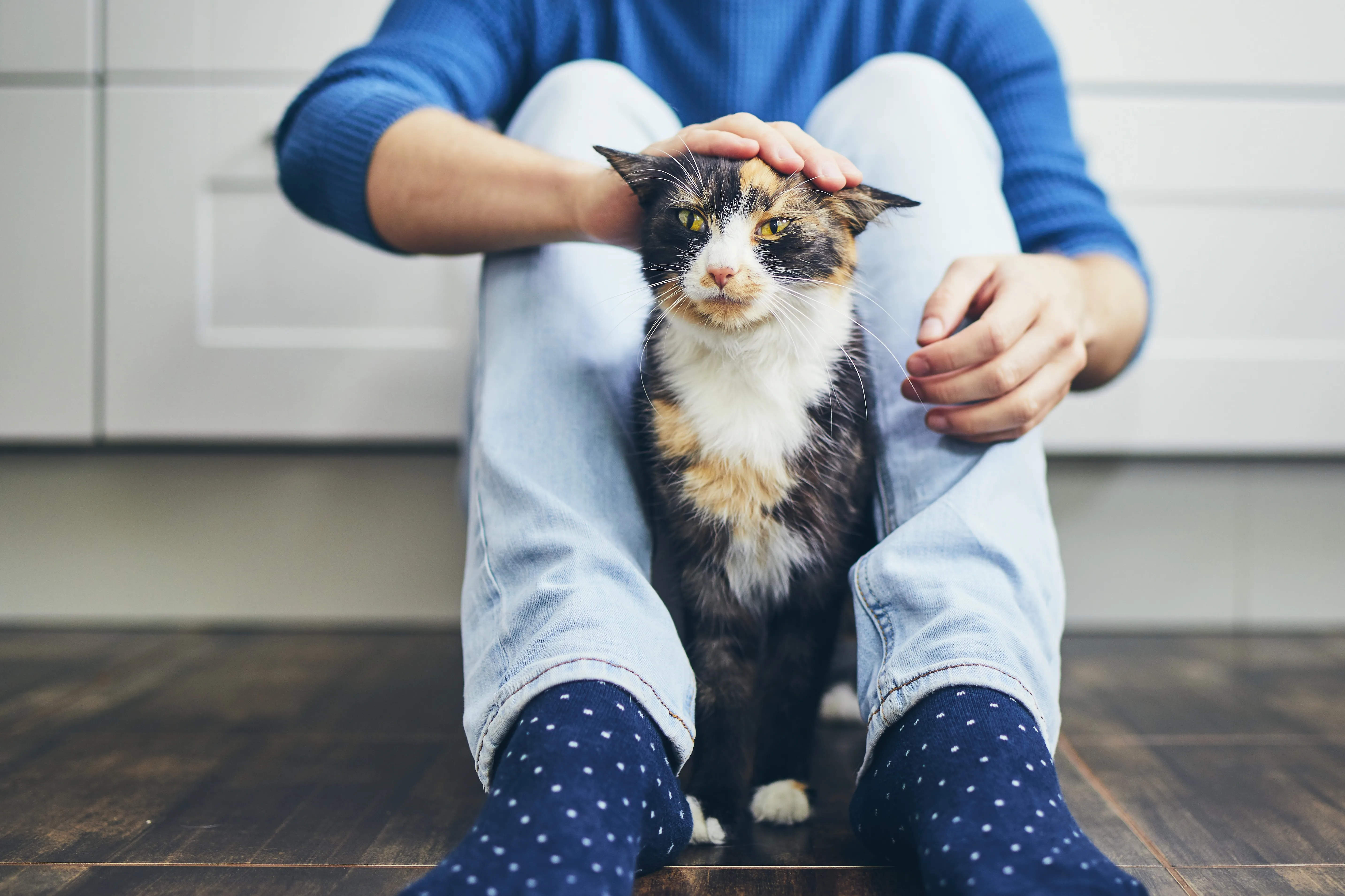 Socialiser son chat Un jeune homme caresse son chat