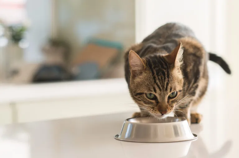 taurine pour chat