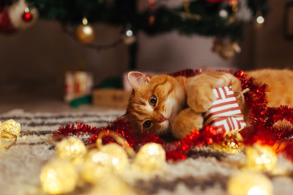 Ginger cat playing with garland and gift box under Christmas tree. Christmas and New year concept chat roux heureux au milieu de ses cadeaux de