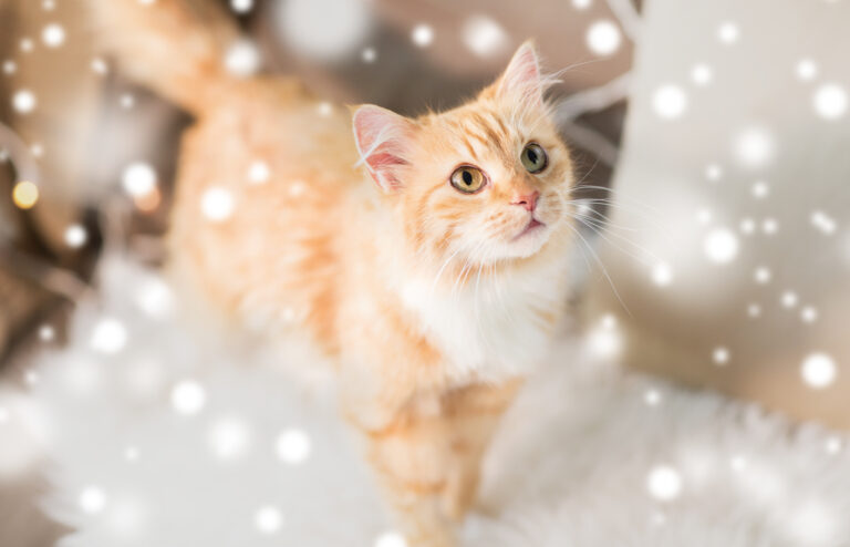 chat roux dans une ambiance de Noël