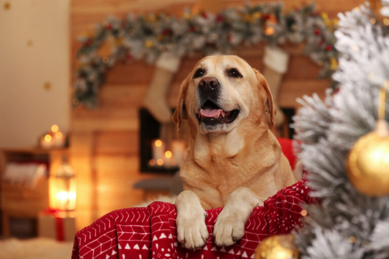 chien mignon sur un fauteuil dans une décoration de Noel