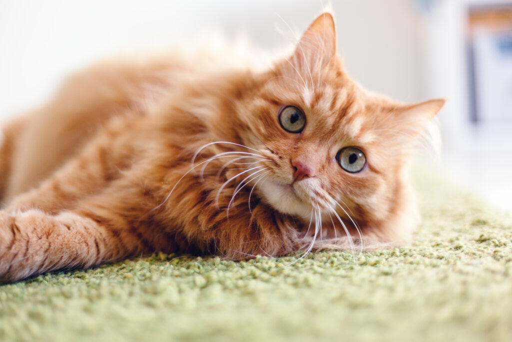 Portrait of a funny beautiful red fluffy cat with green eyes in the interior, pets chat roux allongé sur un tapis vert demande de l'attention