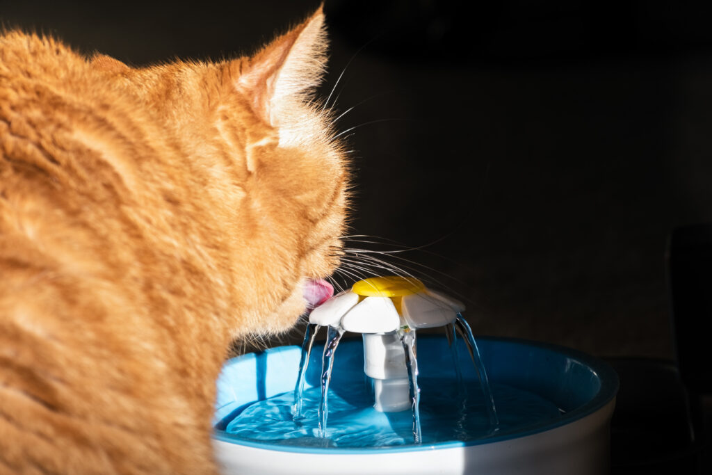 un chat roux boit dans une fontaine à eau