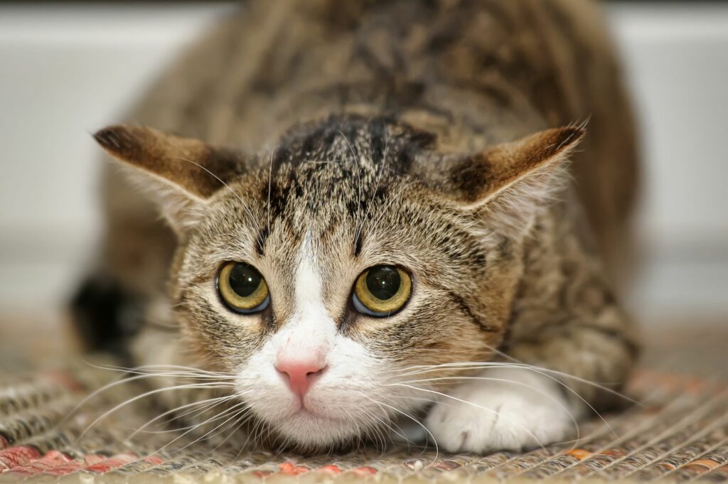 Eine Katze mit Schmerzen legt die Ohren an und wirkt ängstlich.