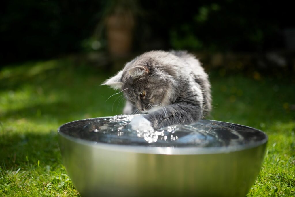 Katze spielt mit Wasser Katze sitzt vor einer Schüssel mit Wasser und hält die Pfote rein.