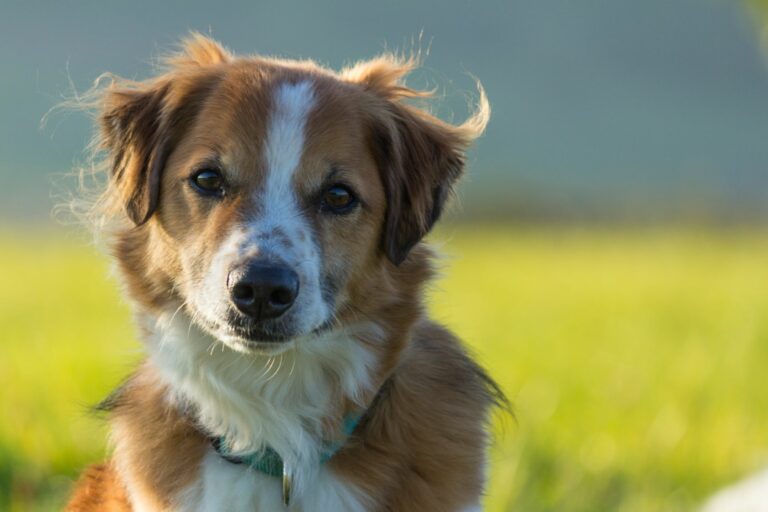 Un chien brun et blanc dans une prairie.