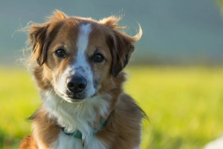 Chien de race Kromfohrländer à poil lisse Un chien brun et blanc dans une prairie.