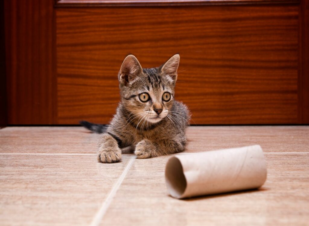 un chat tigré joue avec des jouets pour chat à faire soi-même