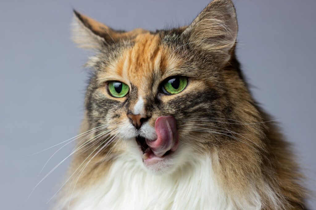 un chat gourmand se lèche les babines