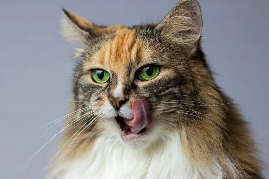 un chat gourmand se lèche les babines