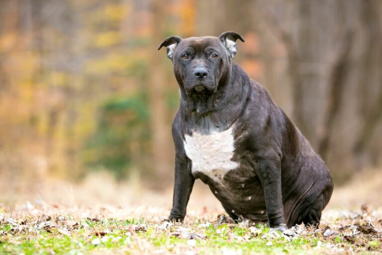 Pit-Bull-Mix-Hund-zu-dick