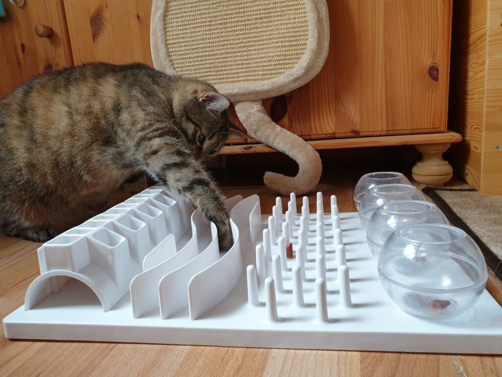 Katze erarbeitet sich Leckerlis mit Intelligenzspielzeug Intelligenzspielzeug für Katze zum Abnehmen