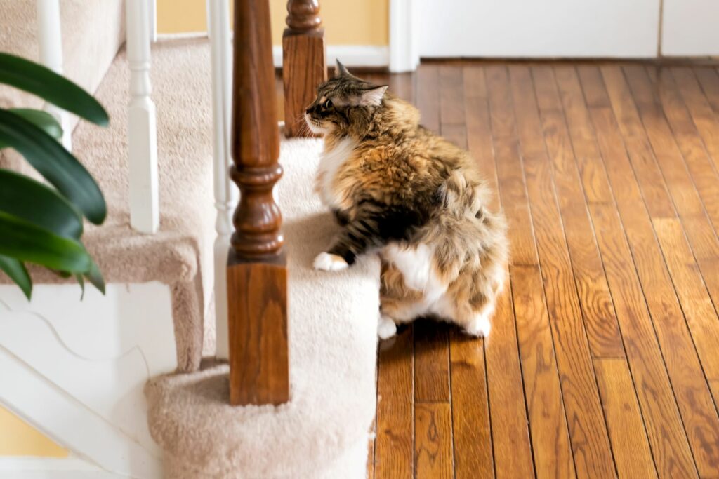 Katze steigt eine Treppe hoch Treppensteigen als Sport für Katzen