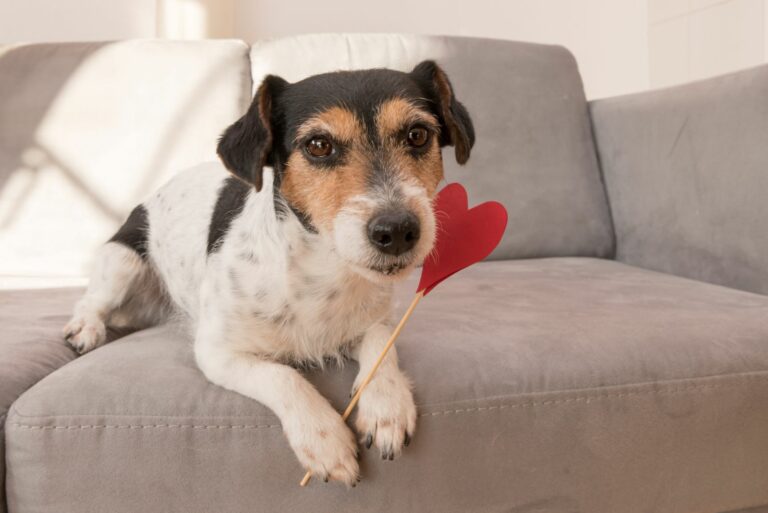 PELUCHE CHIEN AVEC COEUR JE T'AIME 17 CM CADEAU DE SAINT VALENTIN