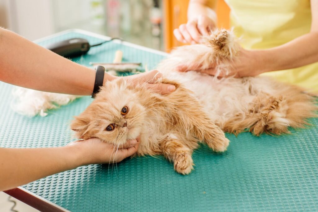 un chat se fait examiner le pelage chez un vétérinaire