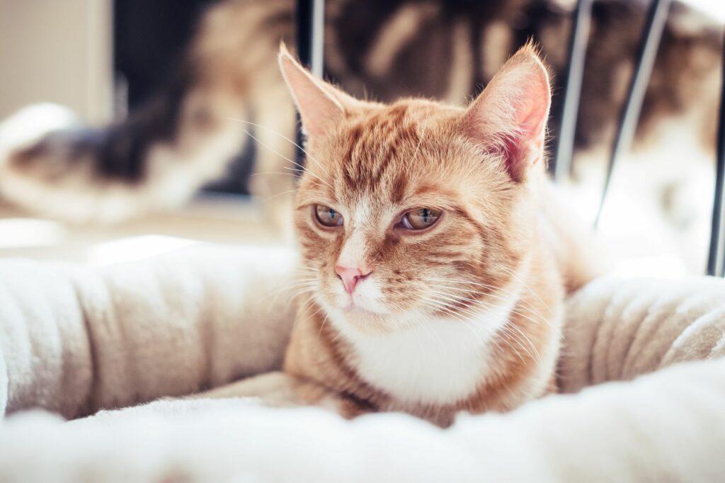 chat roux qui fait la sieste sur une couverture blanche