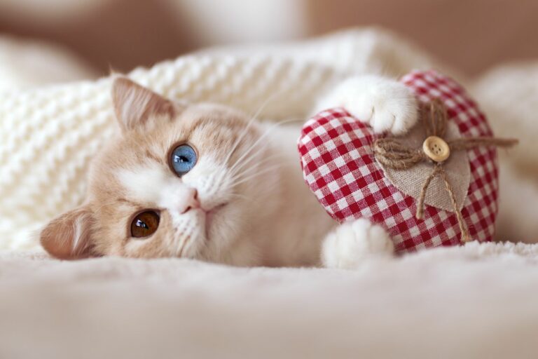 saint-valentin-idées-de-cadeaux-pour-chat