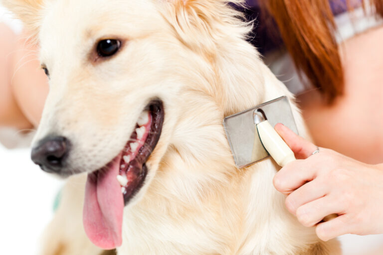 Woman brushing her dog