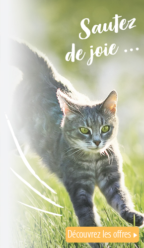 Maine Coon Origine Caractere Soins Magazine Zooplus Suisse Maine Coon Origine Caractere Soins Magazine Zooplus Suisse