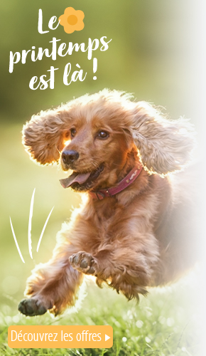 Races De Chat De A A Z Infos Conseils Photos Magazine Zooplus Ch Races De Chat De A A Z Infos Conseils Photos Magazine Zooplus Ch