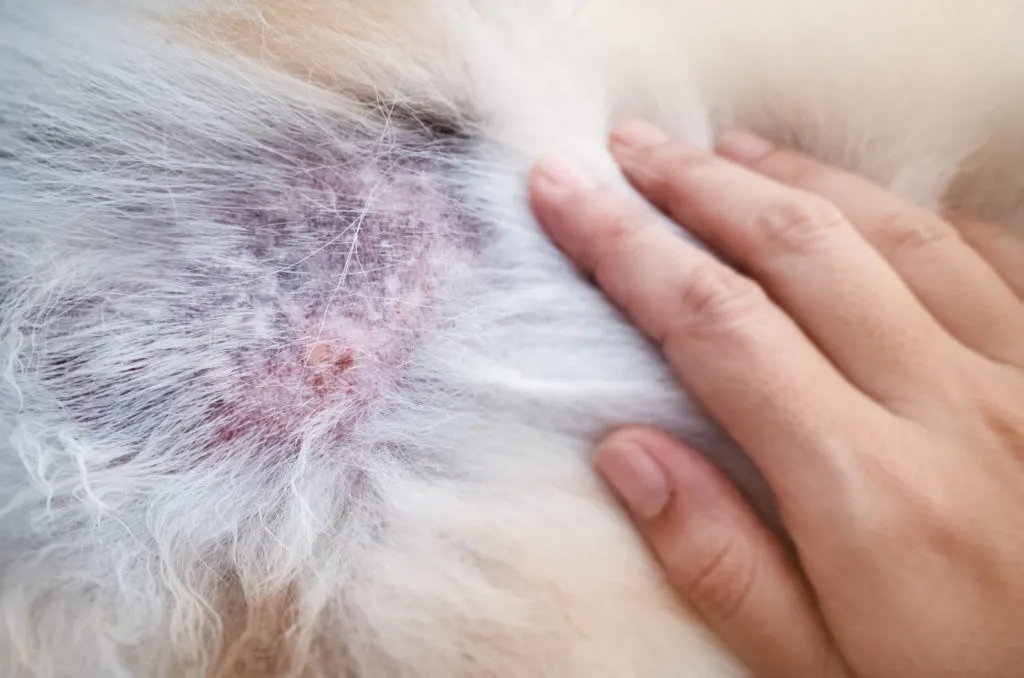 la perte de poils chez le chien